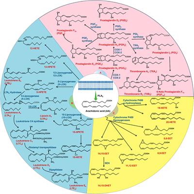 Arachidonic acid metabolism as a therapeutic target in AKI-to-CKD transition